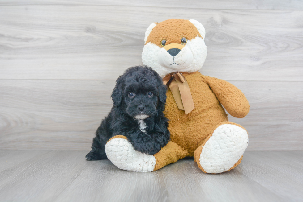 Small Mini Sheepadoodle Baby