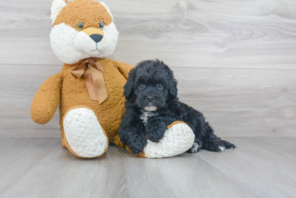 Mini Sheepadoodle Pup Being Cute