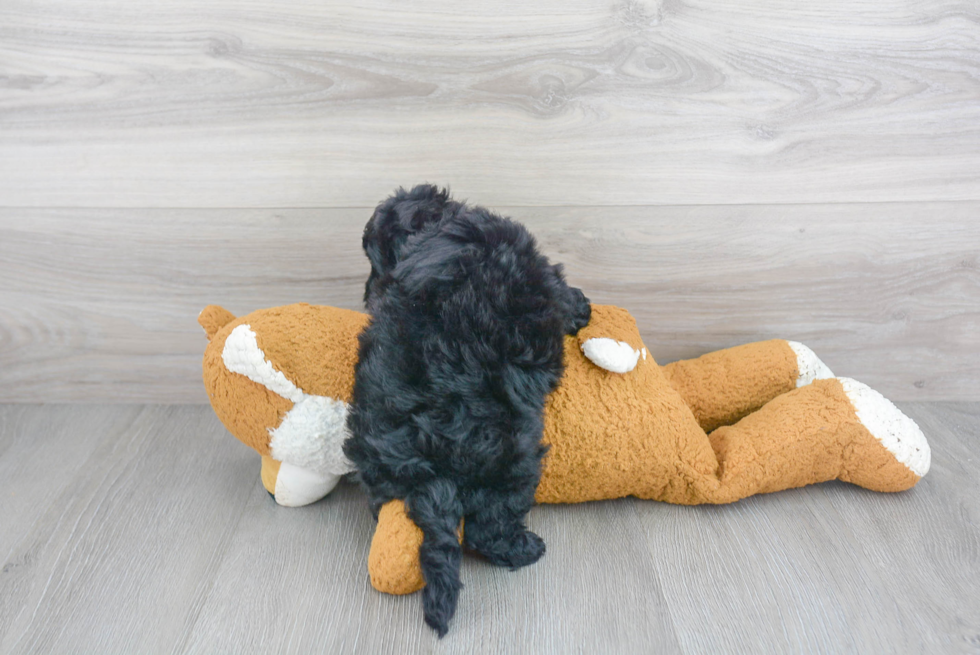 Small Mini Sheepadoodle Baby