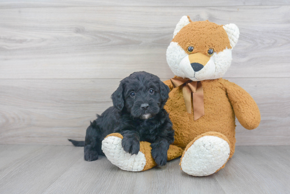 Mini Sheepadoodle Puppy for Adoption