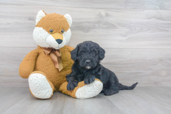 Friendly Mini Sheepadoodle Baby