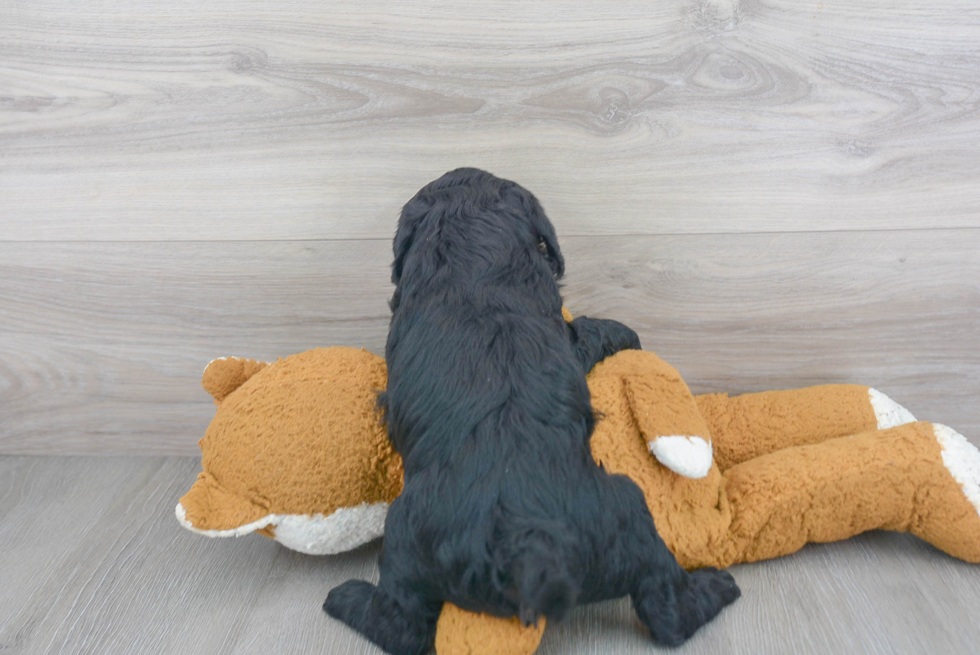 Mini Sheepadoodle Puppy for Adoption