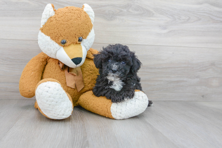 Mini Sheepadoodle Pup Being Cute