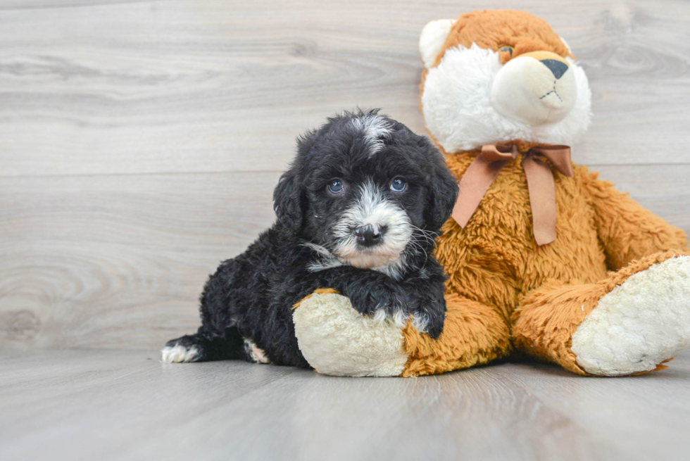 Sweet Mini Sheepadoodle Baby