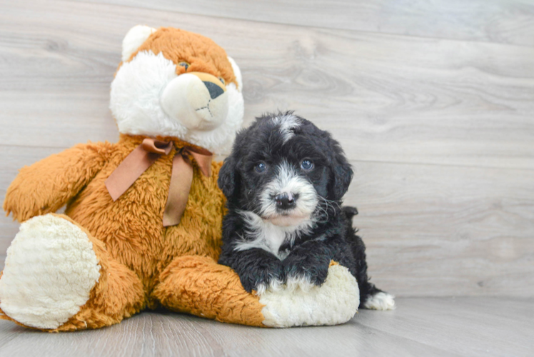 Best Mini Sheepadoodle Baby