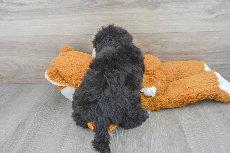 Cute Mini Sheepadoodle Baby