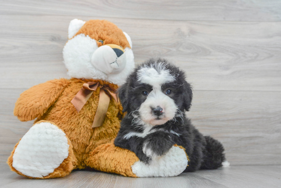 Adorable Sheep Dog Poodle Mix Puppy