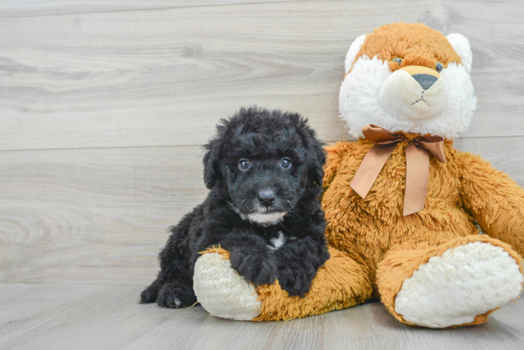 Hypoallergenic Sheep Dog Poodle Mix Puppy