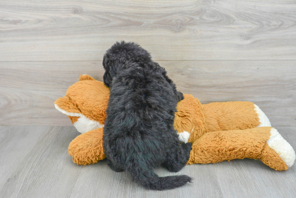 Funny Mini Sheepadoodle Poodle Mix Pup