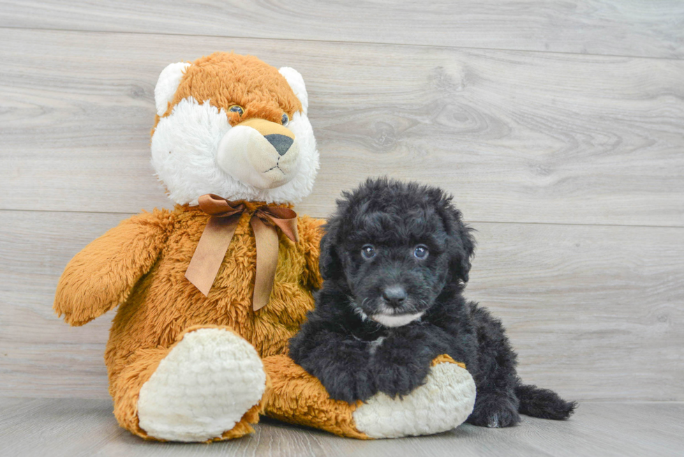 Best Mini Sheepadoodle Baby