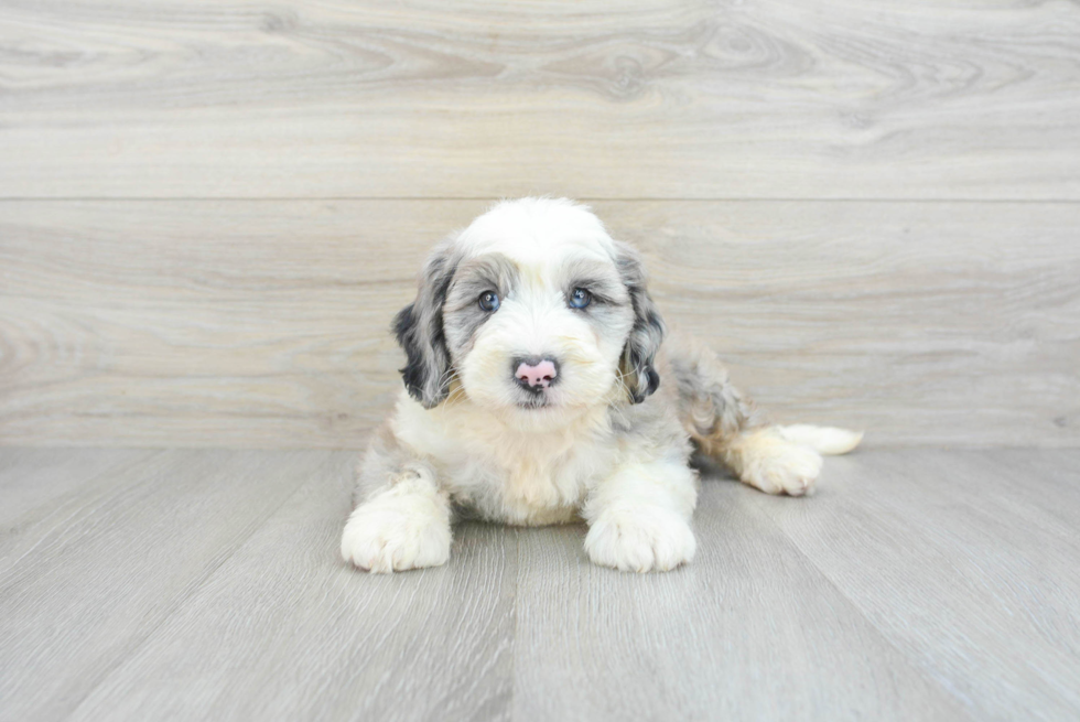 Mini Sheepadoodle Puppy for Adoption