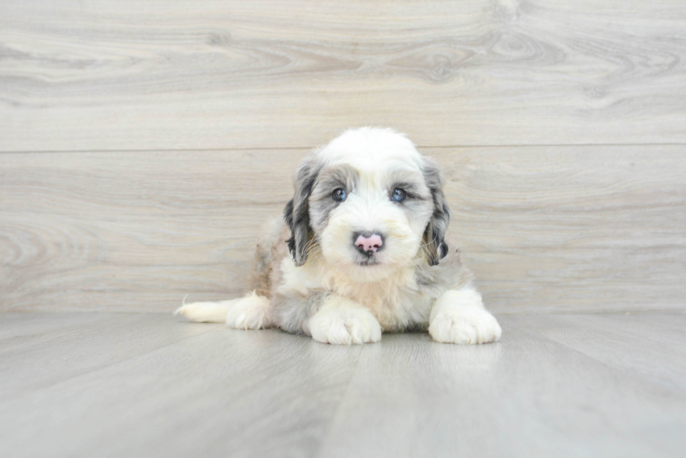 Best Mini Sheepadoodle Baby