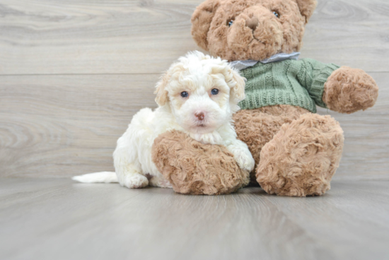 Mini Sheepadoodle Pup Being Cute