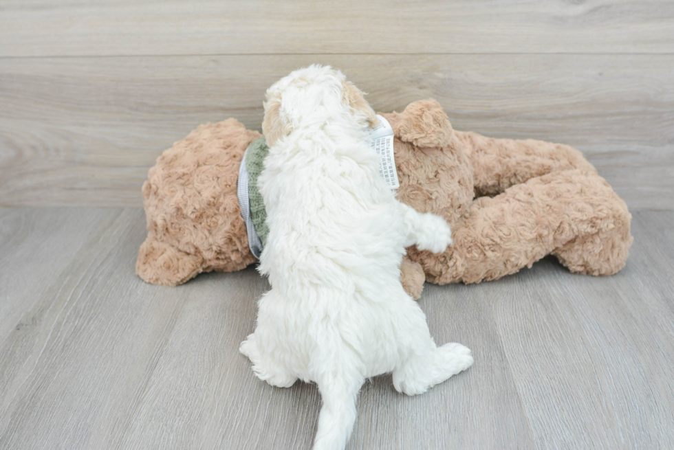 Adorable Sheep Dog Poodle Mix Puppy