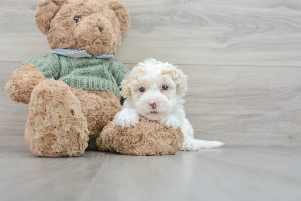 Best Mini Sheepadoodle Baby