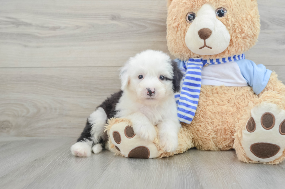 7 week old Mini Sheepadoodle Puppy For Sale - Premier Pups