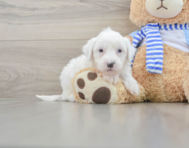 6 week old Mini Sheepadoodle Puppy For Sale - Premier Pups