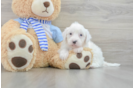 Energetic Mini Sheepapoo Poodle Mix Puppy