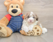 5 week old Mini Sheepadoodle Puppy For Sale - Premier Pups