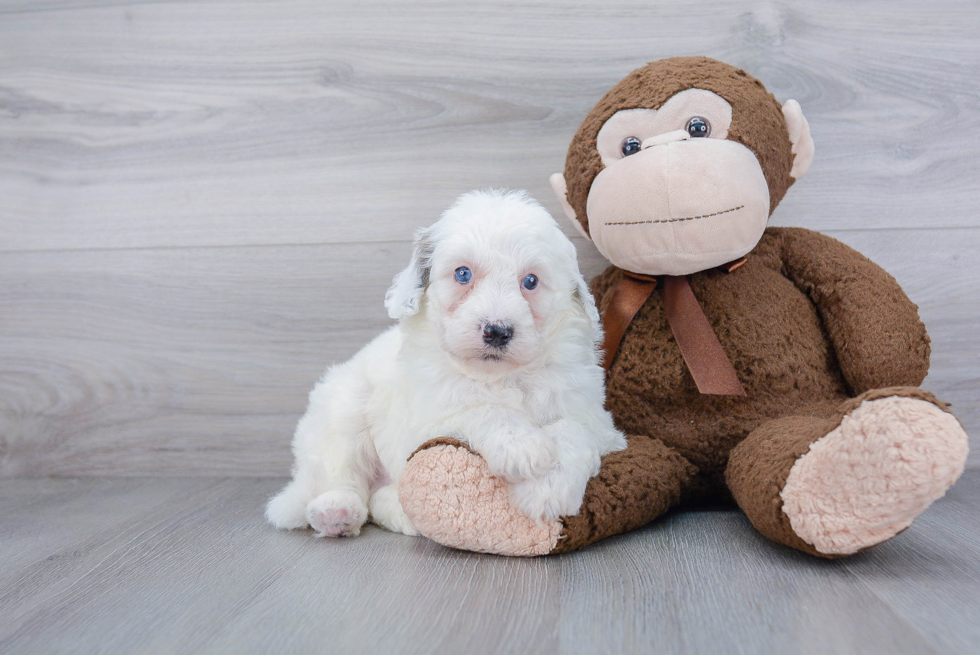 Playful Sheep Dog Poodle Mix Puppy