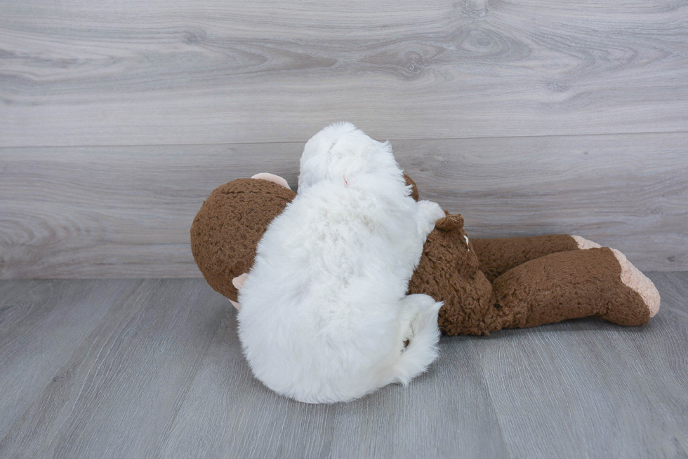 Mini Sheepadoodle Pup Being Cute