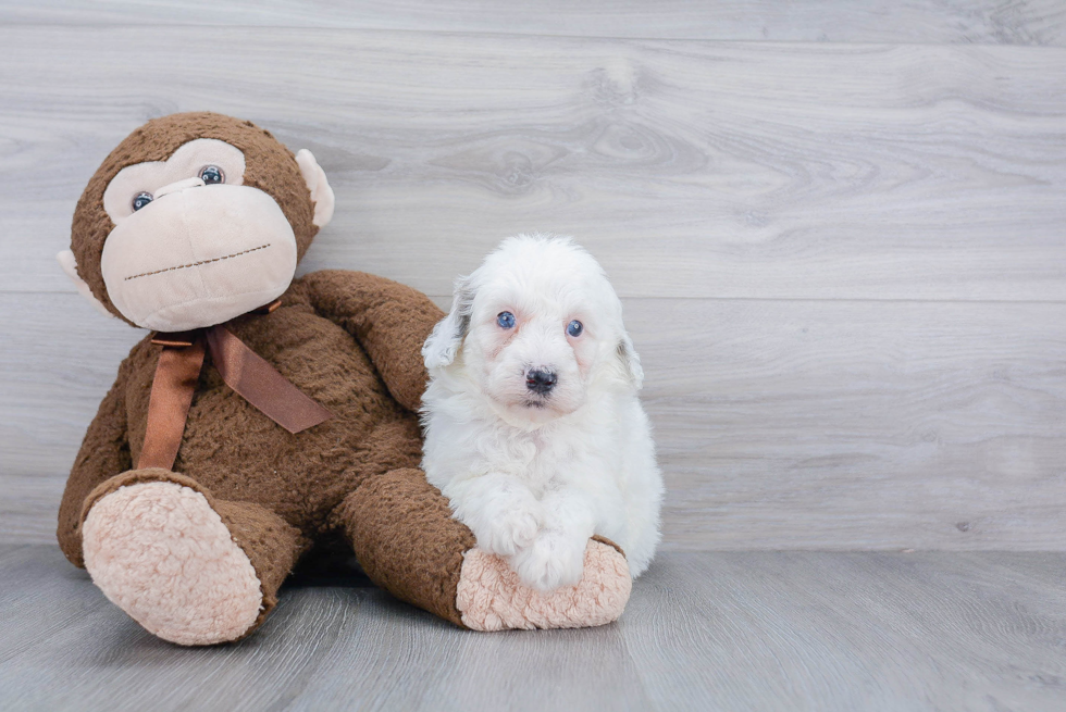 Mini Sheepadoodle Pup Being Cute