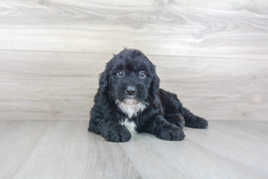 Happy Mini Sheepadoodle Baby