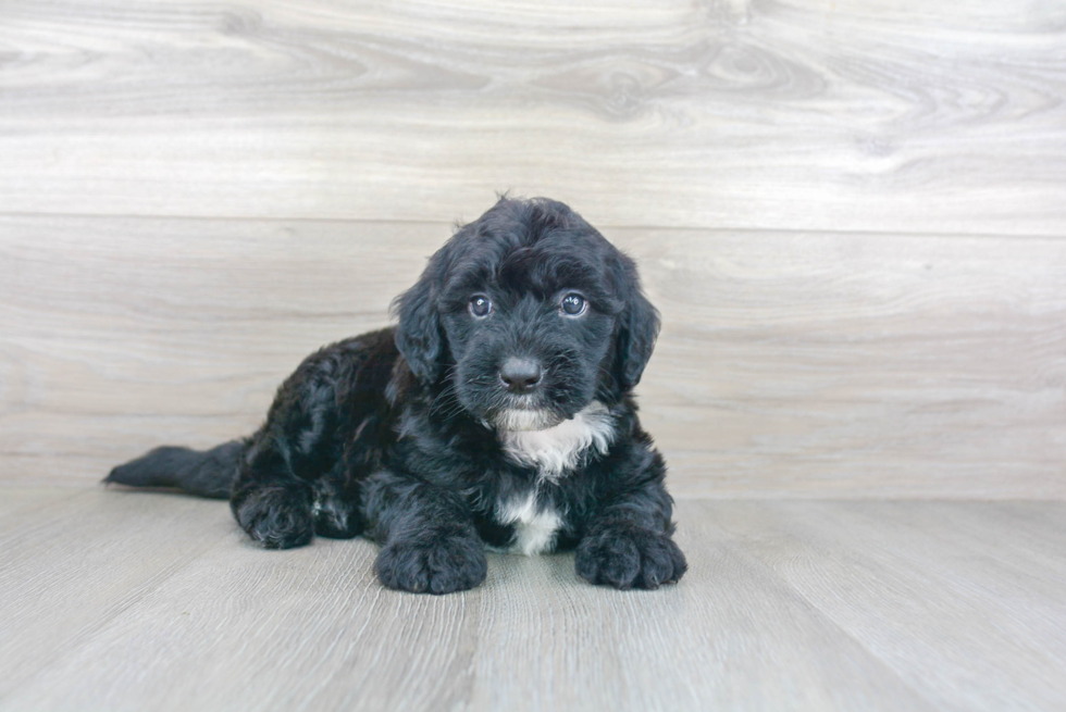 Fluffy Mini Sheepadoodle Poodle Mix Pup