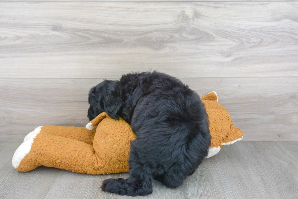 Smart Mini Sheepadoodle Poodle Mix Pup