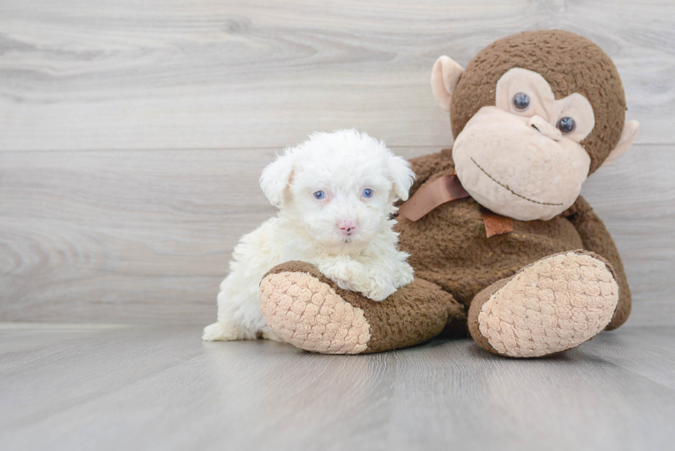 Sweet Mini Sheepadoodle Baby