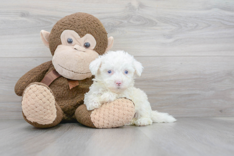 Small Mini Sheepadoodle Baby