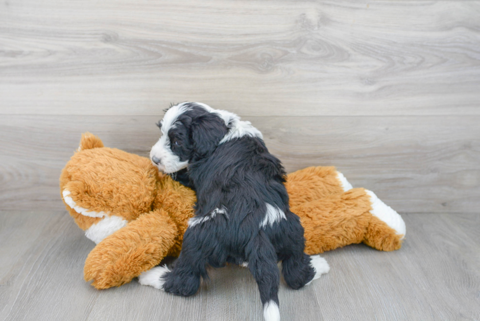 Mini Sheepadoodle Puppy for Adoption