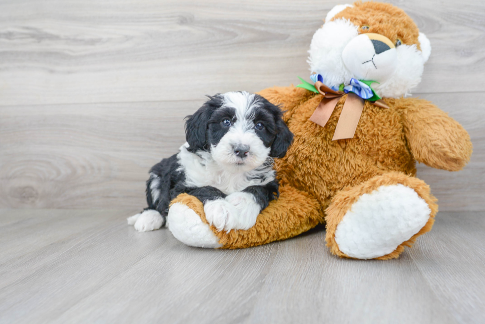 Mini Sheepadoodle Pup Being Cute