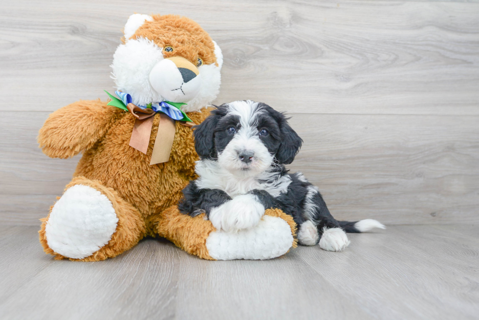 Best Mini Sheepadoodle Baby