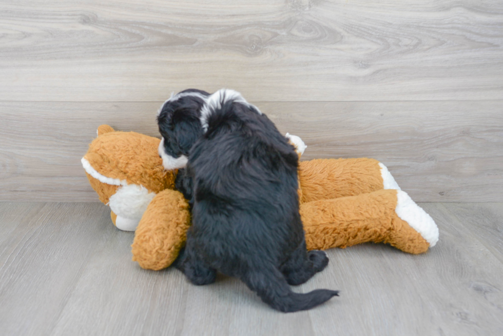 Sweet Mini Sheepadoodle Baby