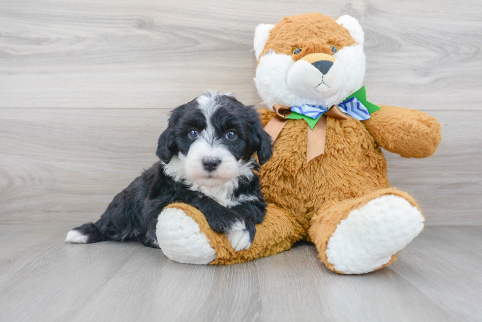 Little Sheep Dog Poodle Mix Puppy