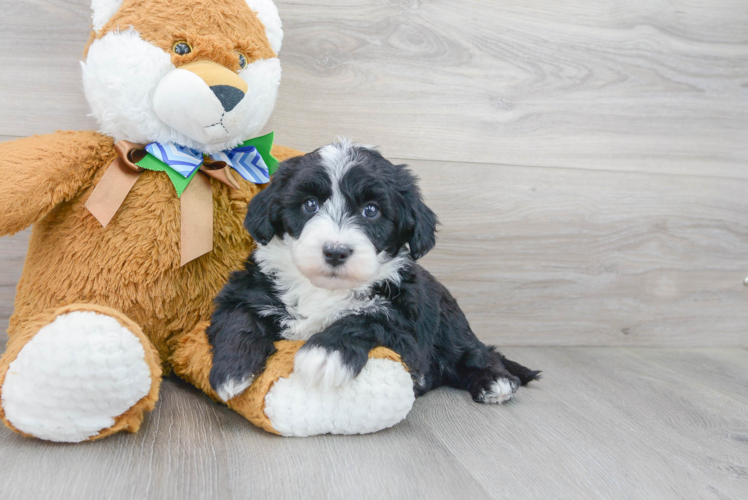 Popular Mini Sheepadoodle Poodle Mix Pup