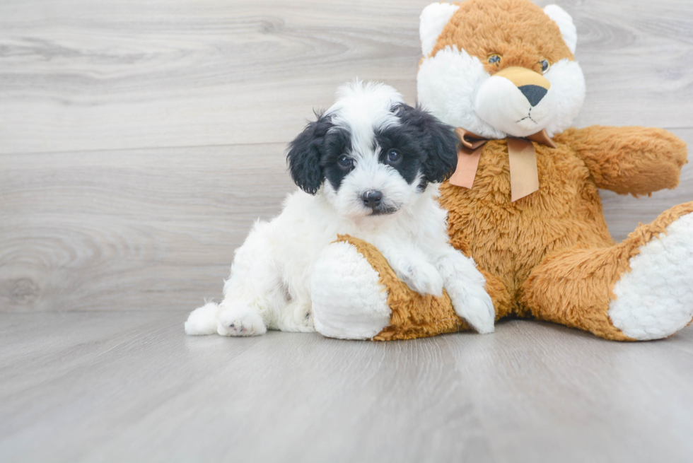 Smart Mini Sheepadoodle Poodle Mix Pup