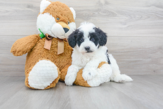 Friendly Mini Sheepadoodle Baby