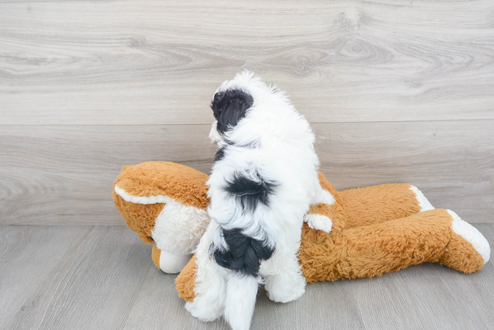 Hypoallergenic Sheep Dog Poodle Mix Puppy