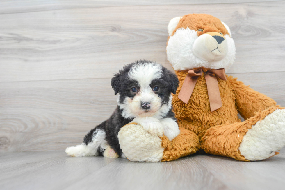 Petite Mini Sheepadoodle Poodle Mix Pup