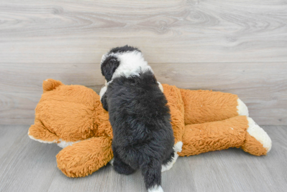 Happy Mini Sheepadoodle Baby