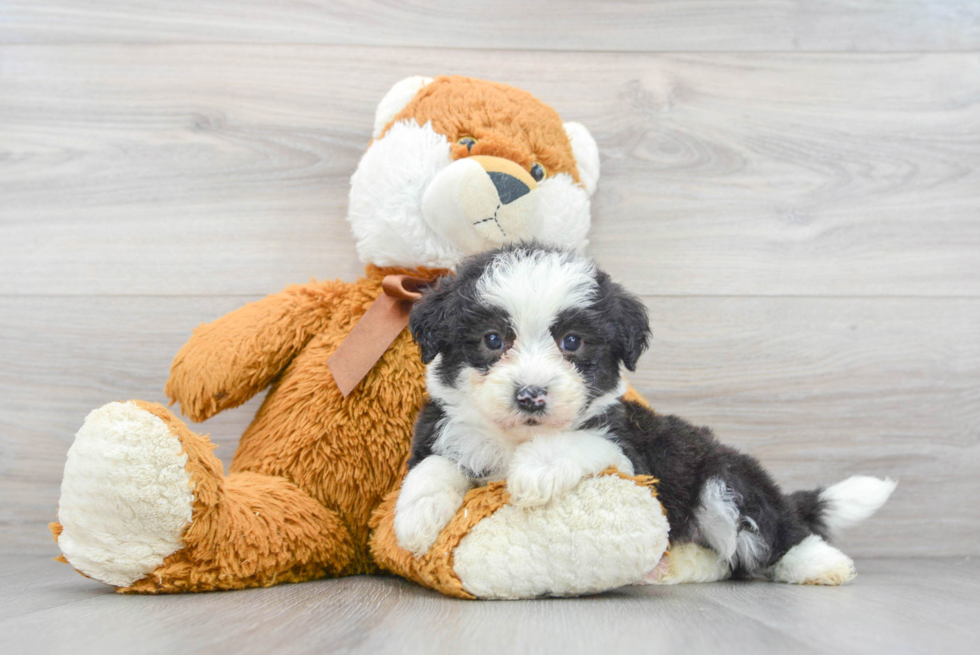 Mini Sheepadoodle Pup Being Cute