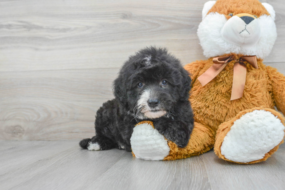 Best Mini Sheepadoodle Baby