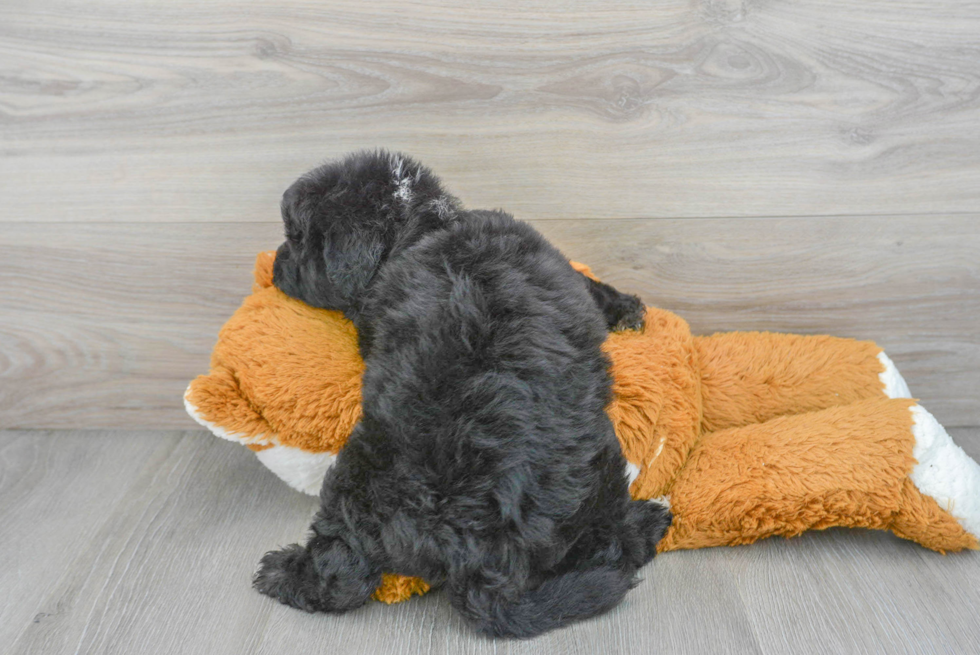 Mini Sheepadoodle Puppy for Adoption