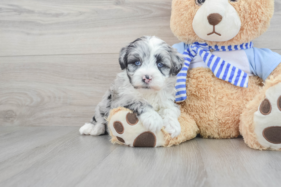 Friendly Mini Sheepadoodle Baby