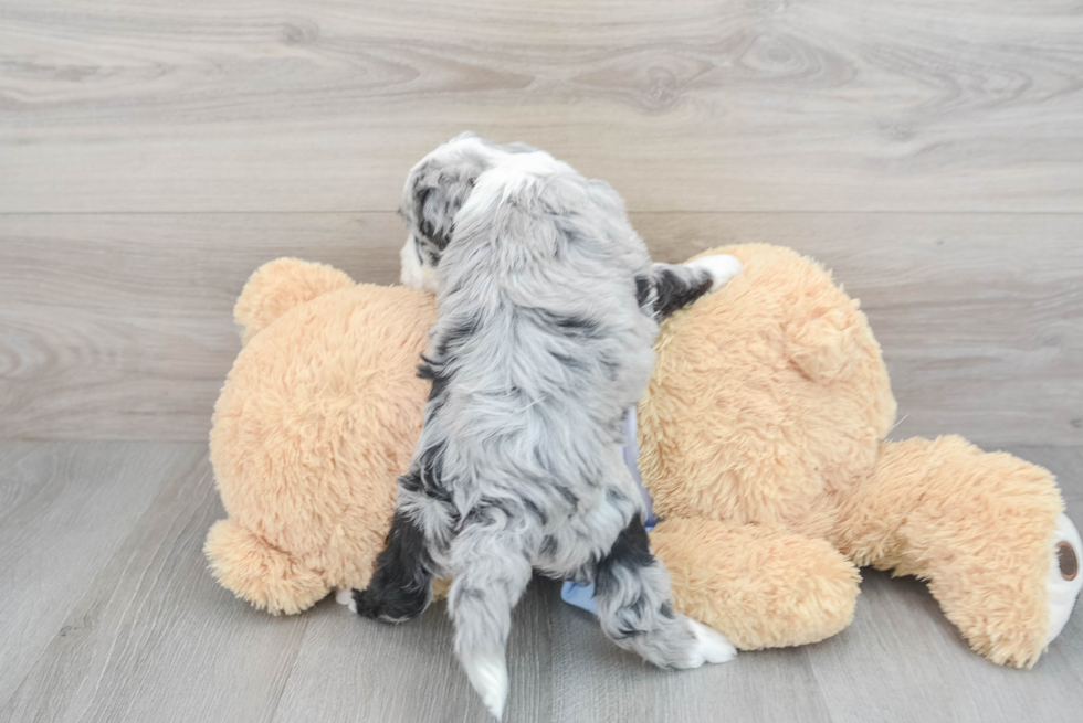 Best Mini Sheepadoodle Baby