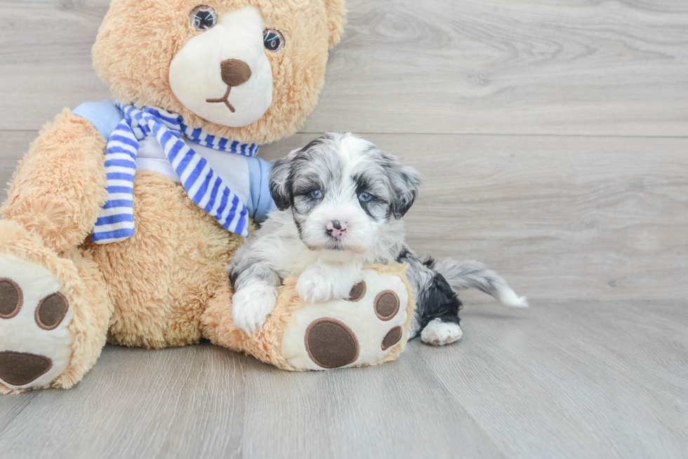 Adorable Sheep Dog Poodle Mix Puppy