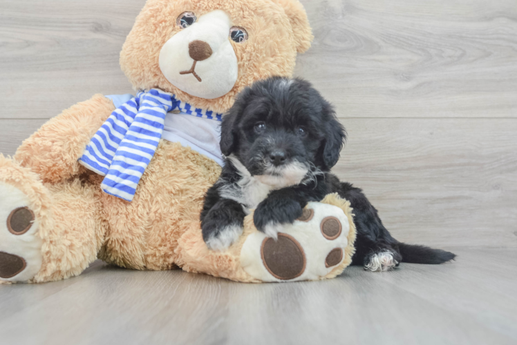 Mini Sheepadoodle Pup Being Cute