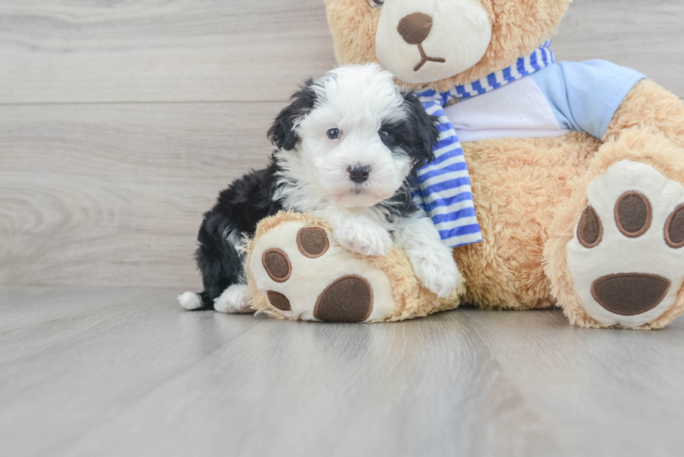 Smart Mini Sheepadoodle Poodle Mix Pup